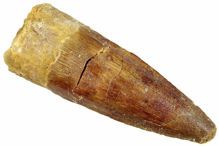 Fossil Spinosaurus Tooth - Real Dinosaur Tooth #296884